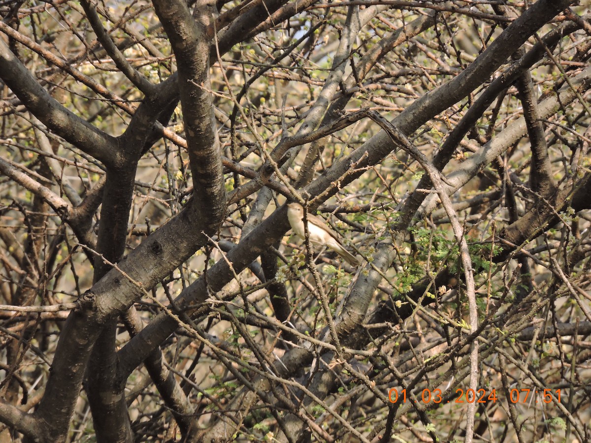 Booted/Sykes's Warbler - ML615680270