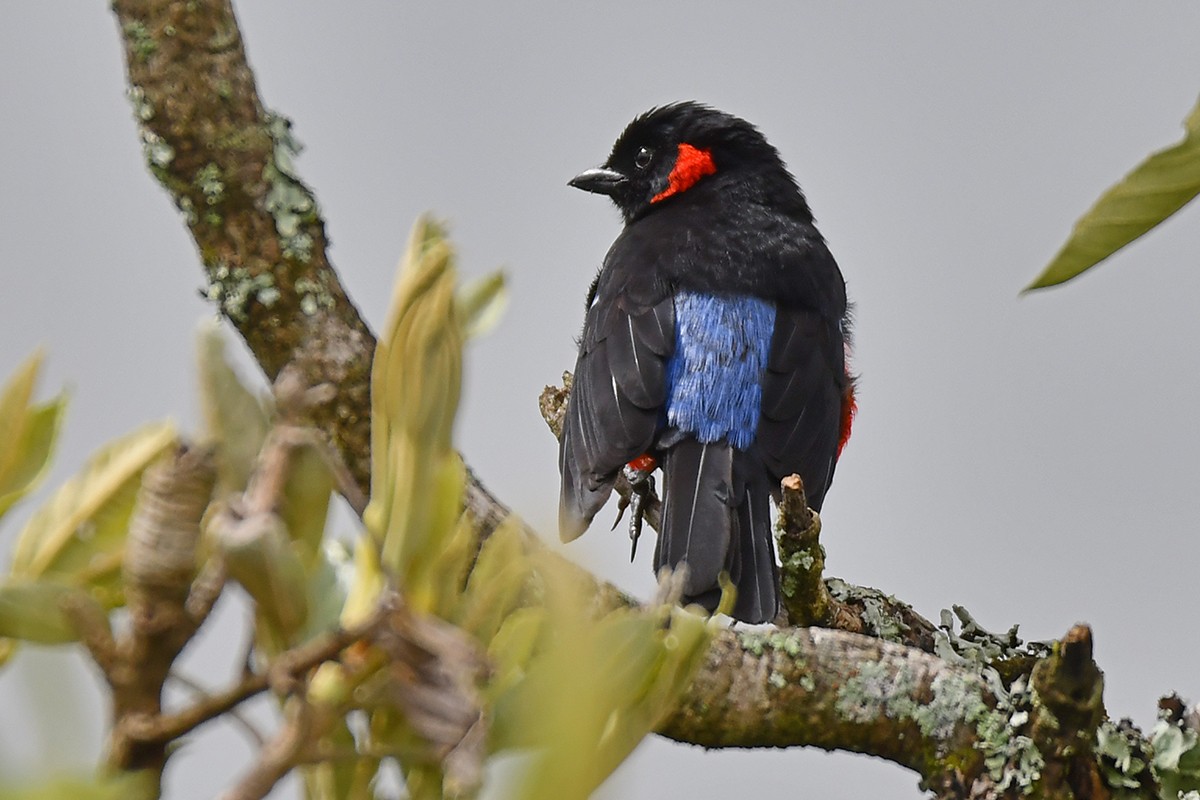 Scarlet-bellied Mountain Tanager - Guido Bennen