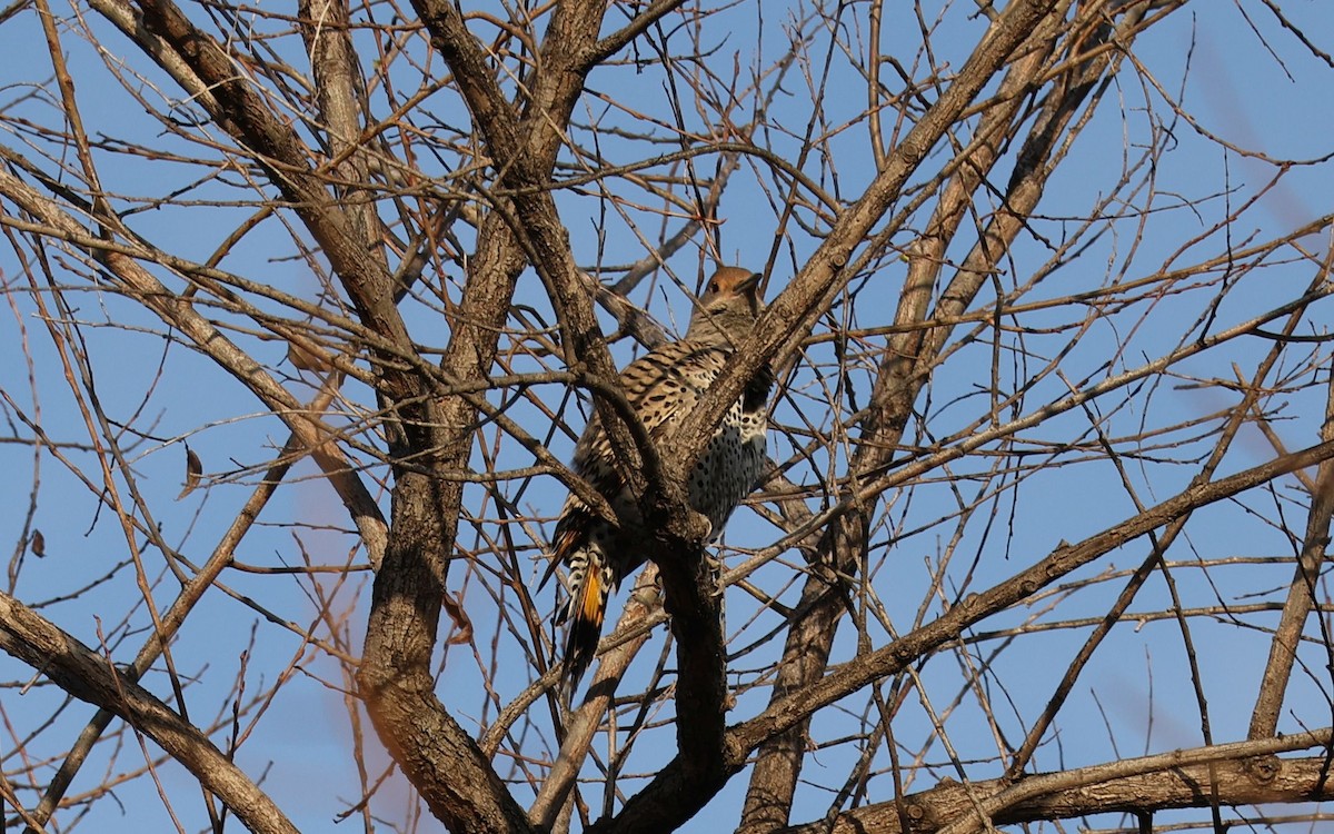 Northern Flicker (Yellow-shafted x Red-shafted) - ML615680315