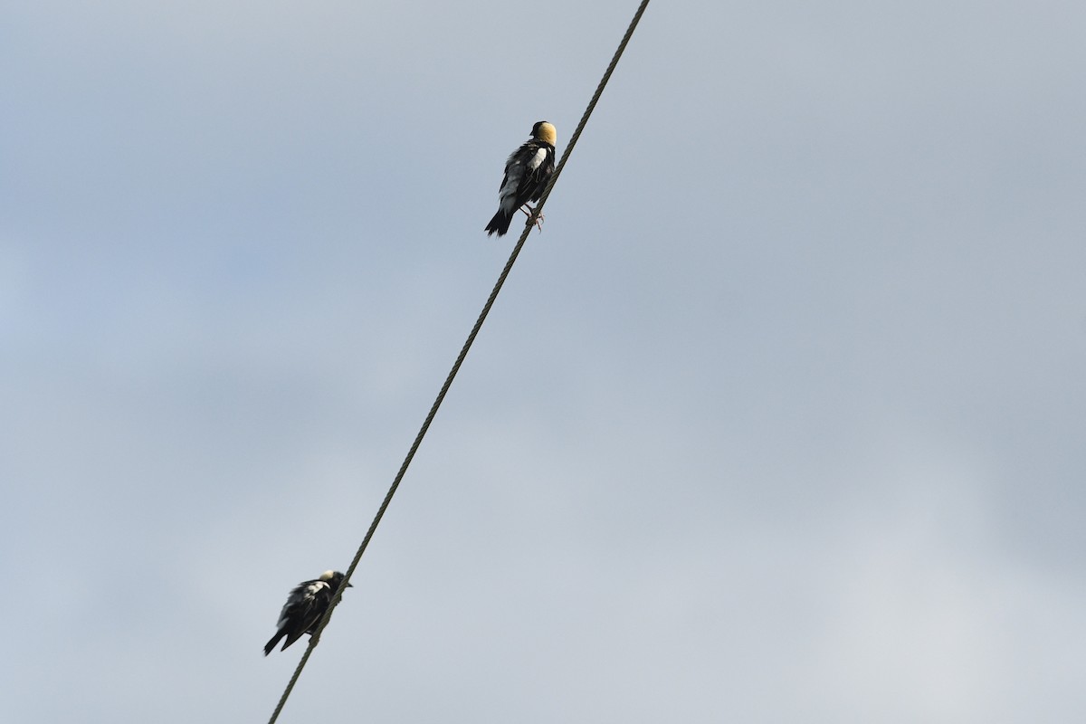 bobolink americký - ML615680320