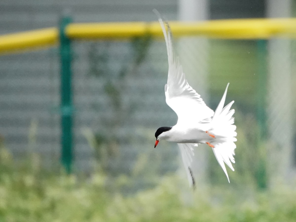 Common Tern - Liz Soria