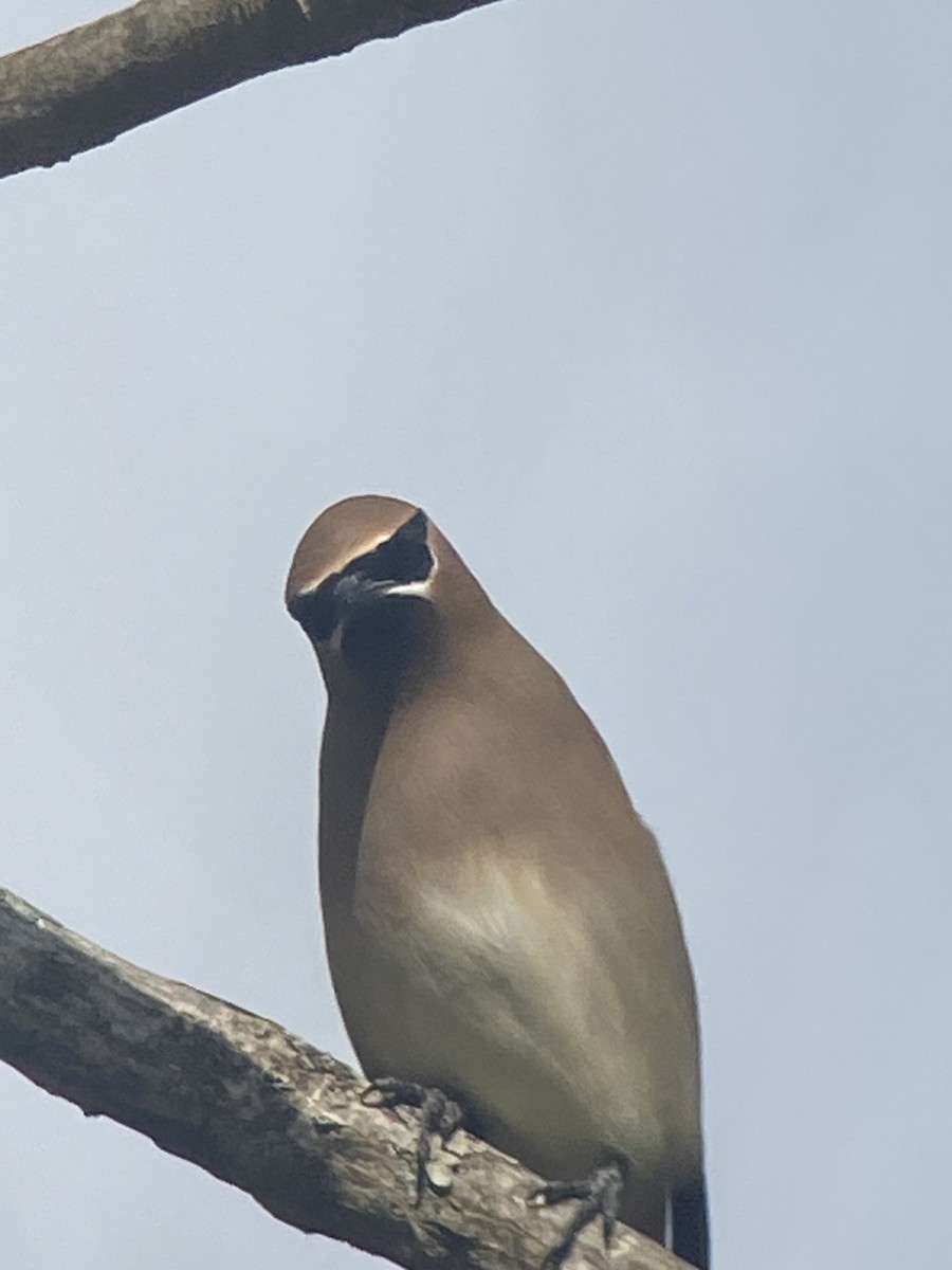 Cedar Waxwing - ML615680345