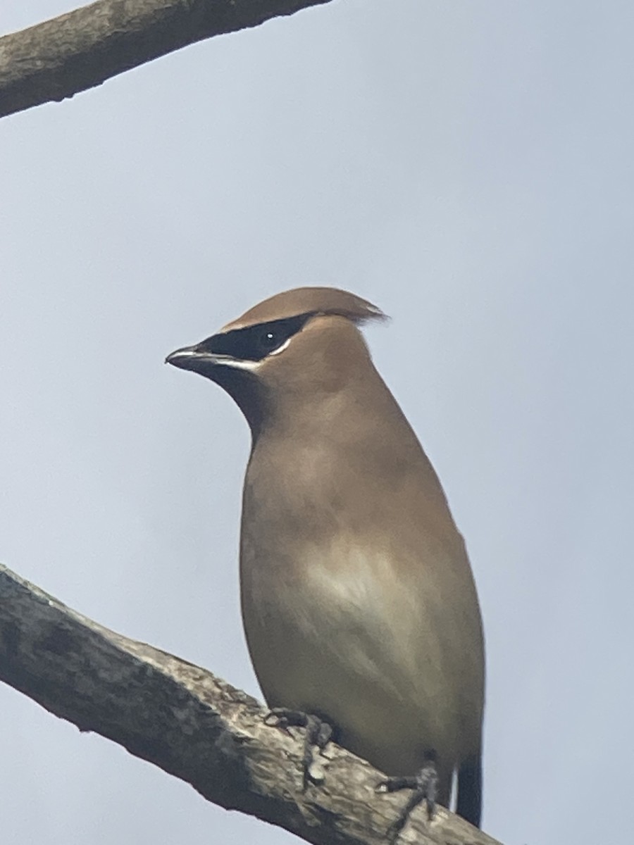 Cedar Waxwing - ML615680346