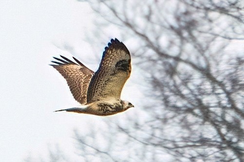 Common Buzzard - ML615680375