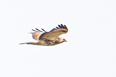 Common Buzzard - ML615680376