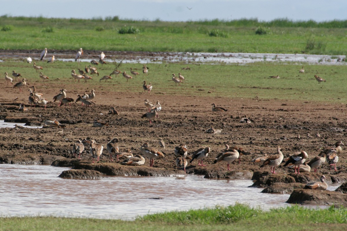 Water Thick-knee - ML615680443