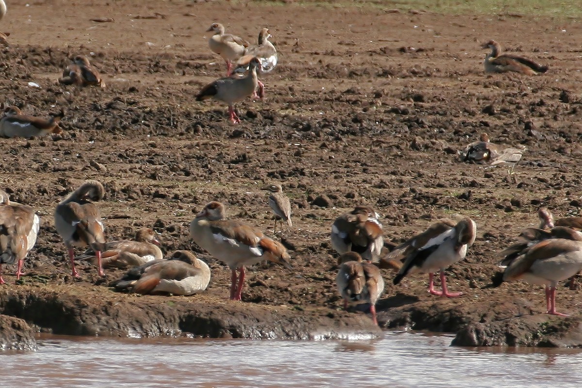 Water Thick-knee - ML615680448