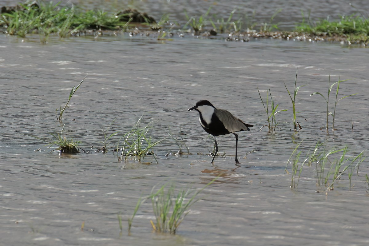 Spur-winged Lapwing - ML615680486