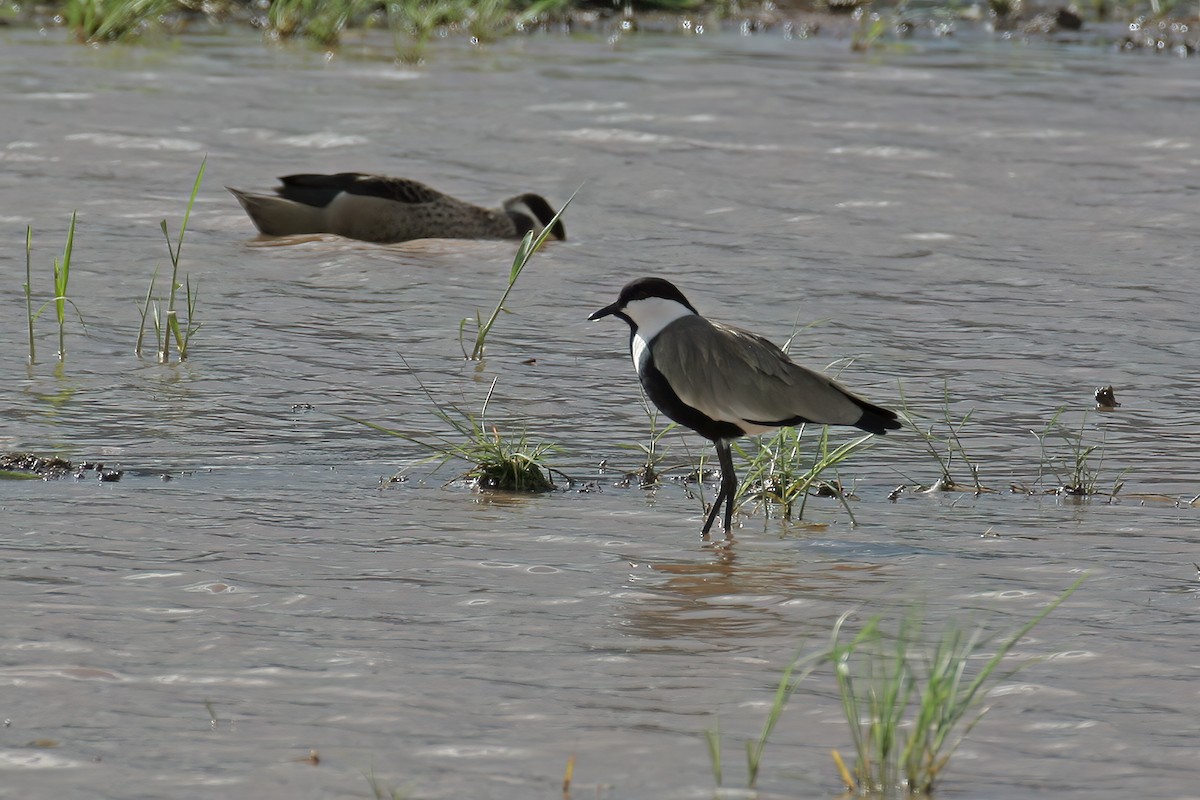 Spur-winged Lapwing - ML615680488