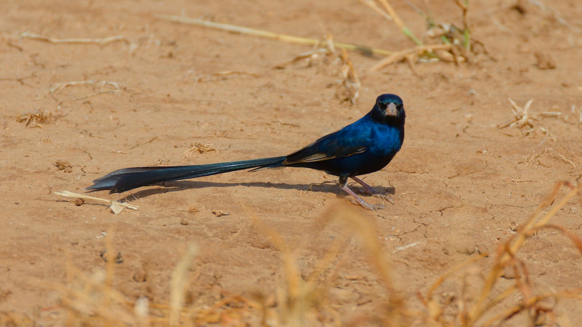 Steel-blue Whydah - ML615680524