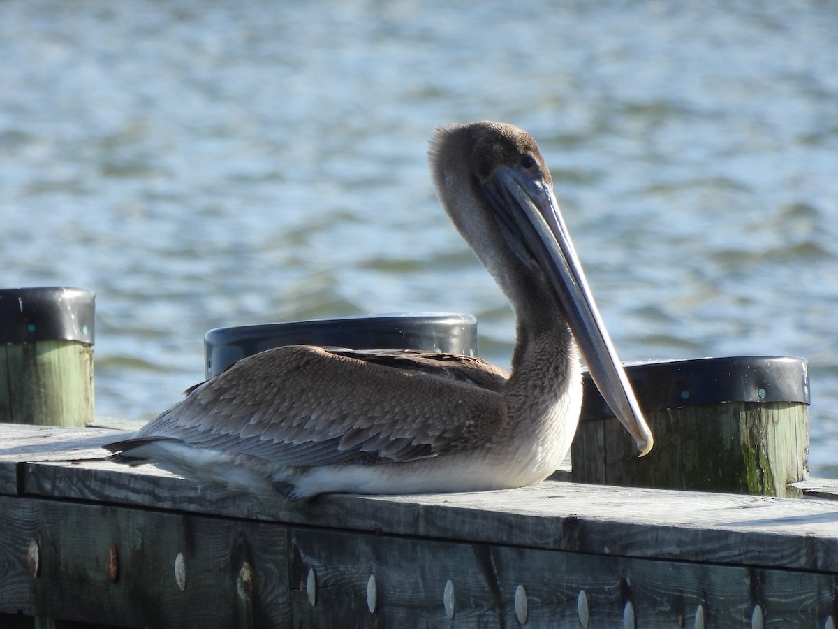 Brown Pelican - Tracee Fugate