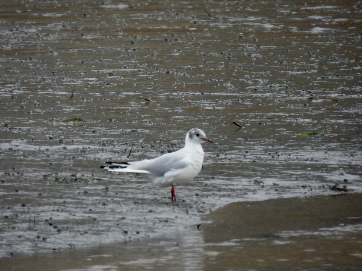 Mouette rieuse - ML615680573