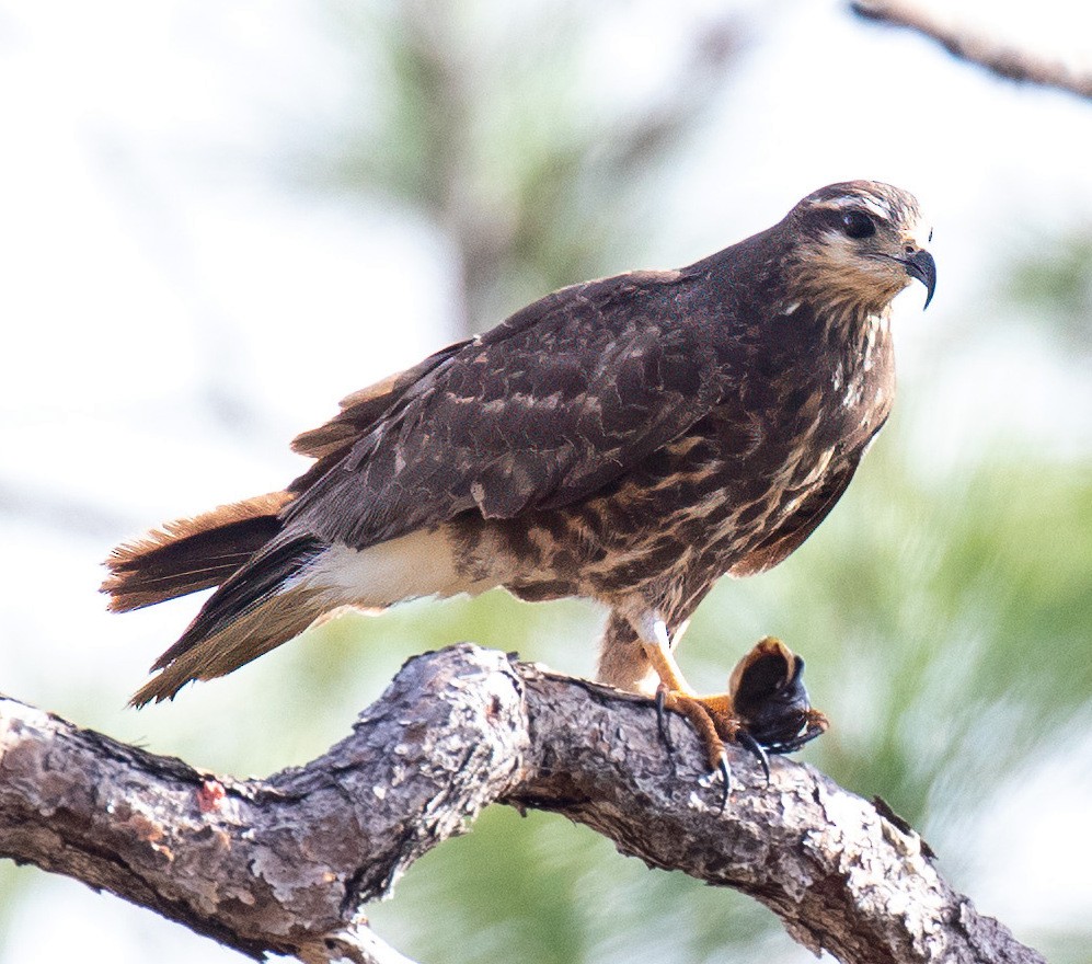 Snail Kite - ML615680581