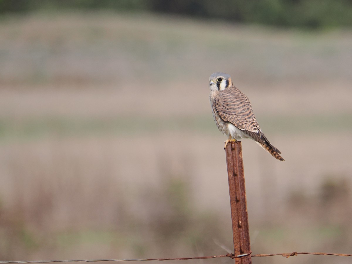 American Kestrel - ML615680597