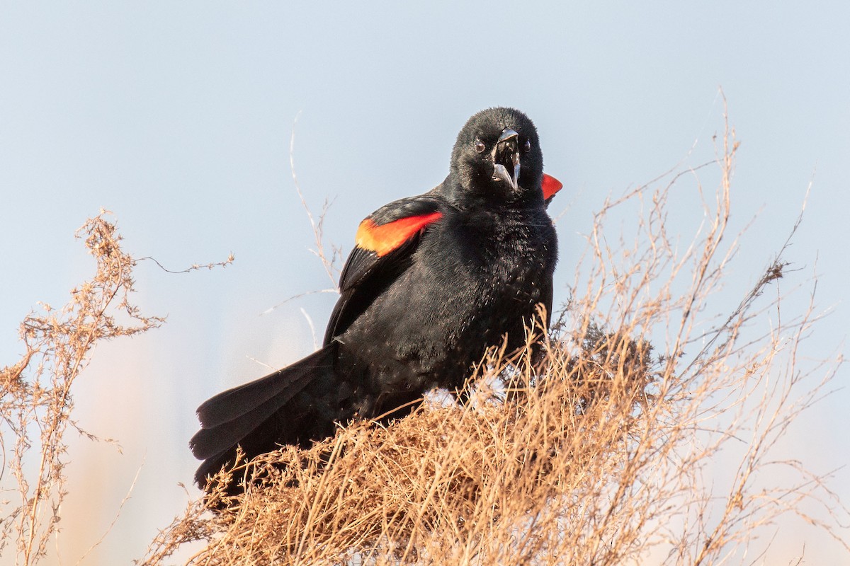 Red-winged Blackbird - Judy Ferris