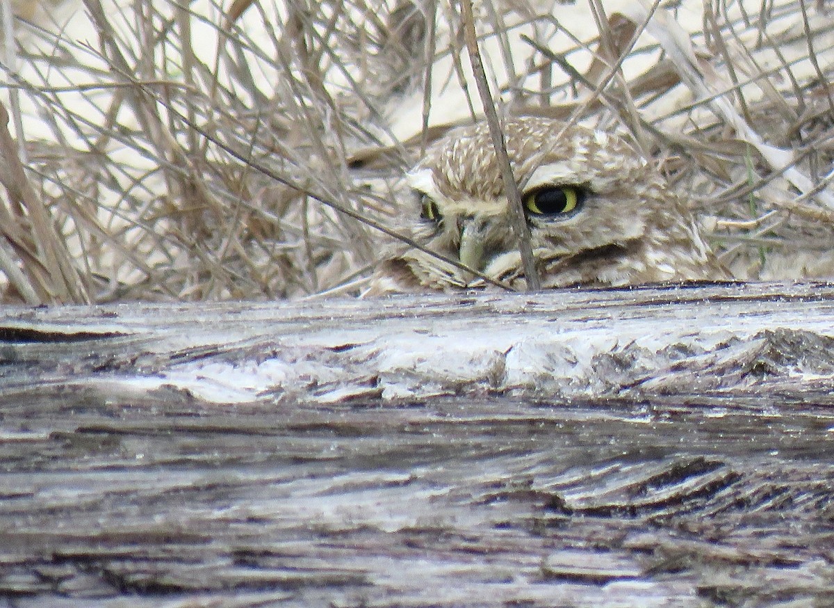 Burrowing Owl - ML615680602