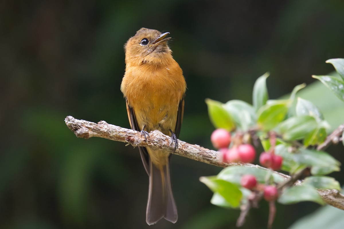 Cinnamon Flycatcher - ML615680615