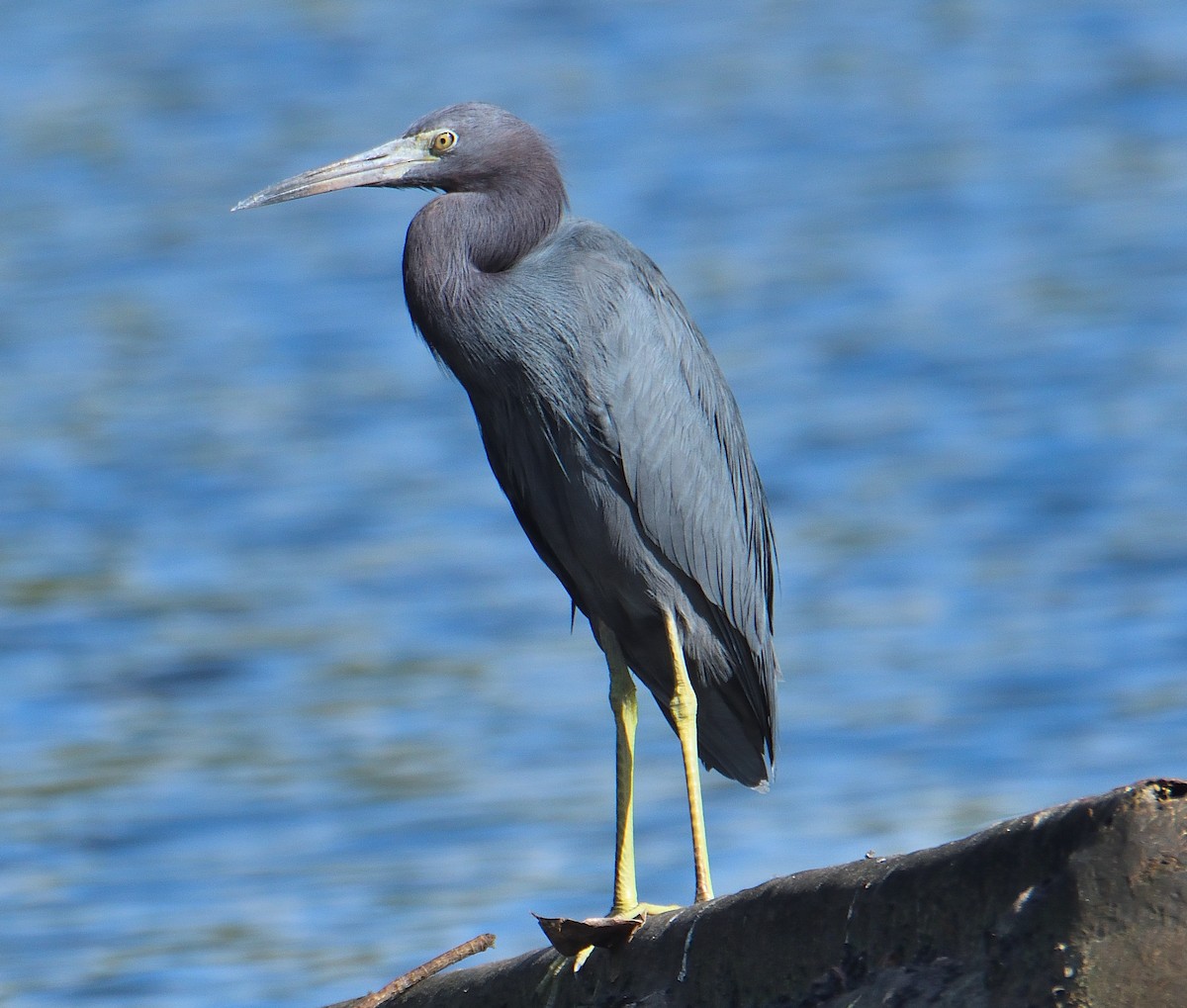 Little Blue Heron - ML615680623