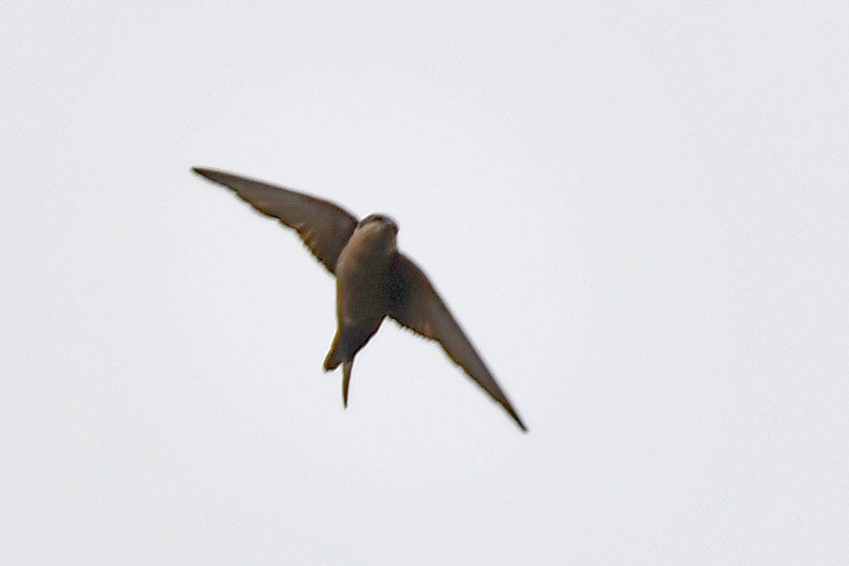 Golondrina Ventriparda - ML615680624