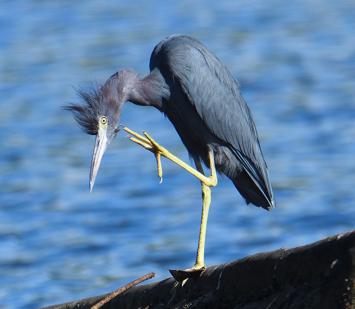 Little Blue Heron - Lynn & Dale Mason