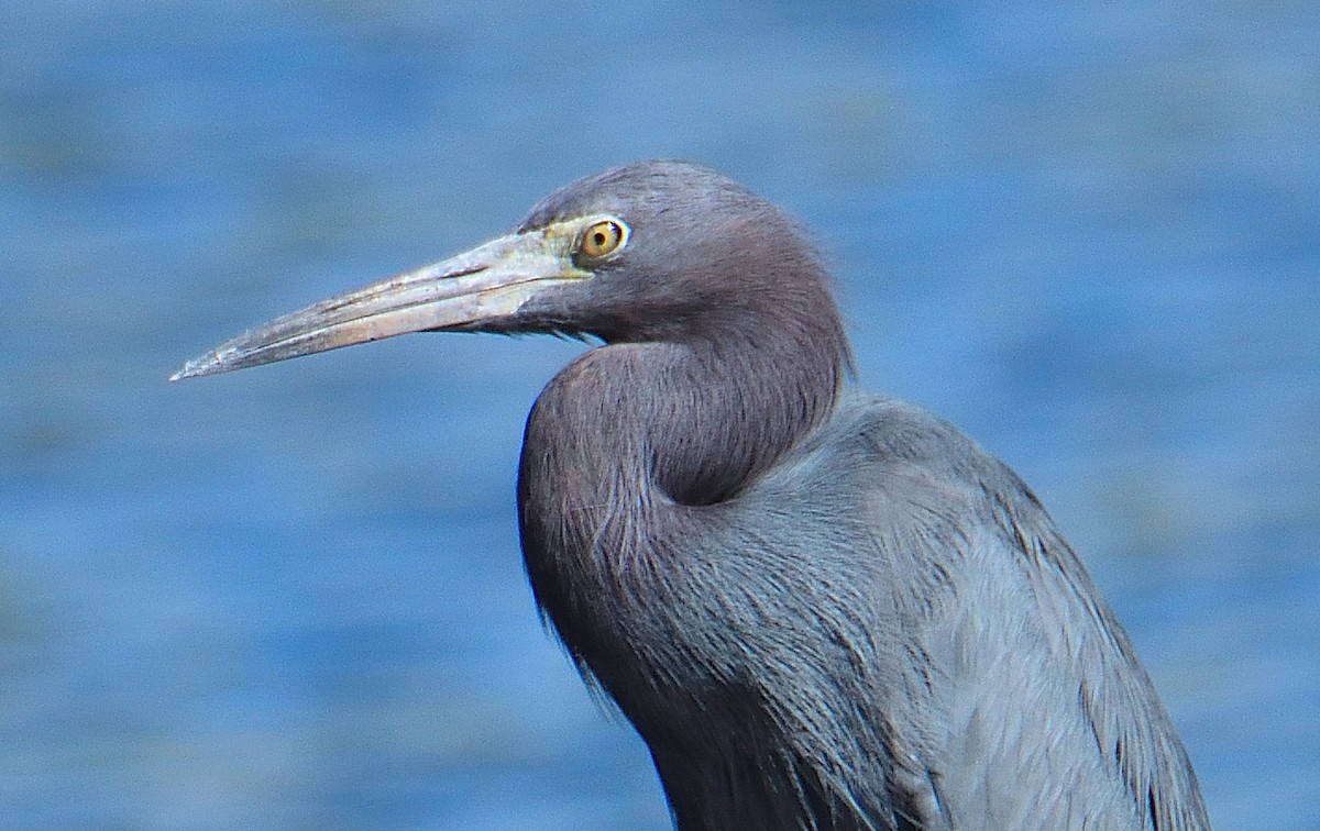 Little Blue Heron - ML615680635