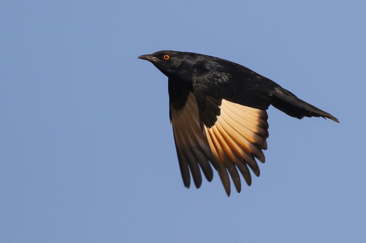 Pale-winged Starling - ML615680652