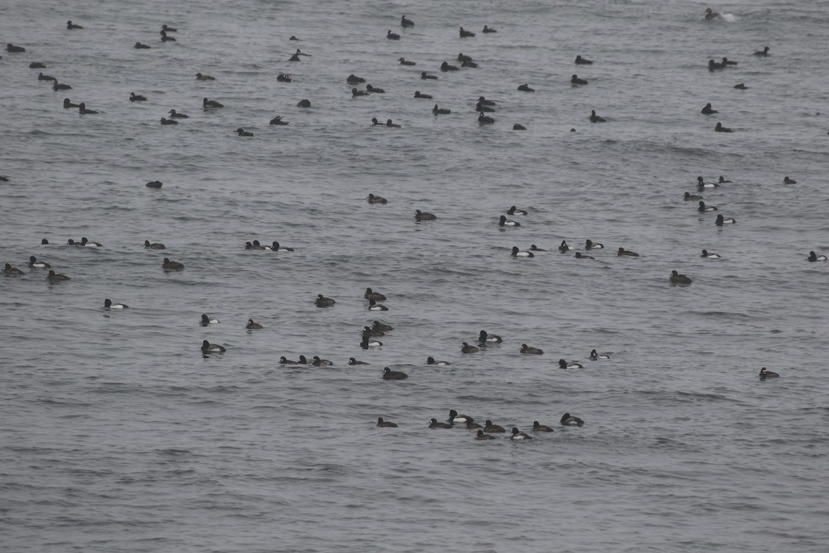 Greater Scaup - ML615680708