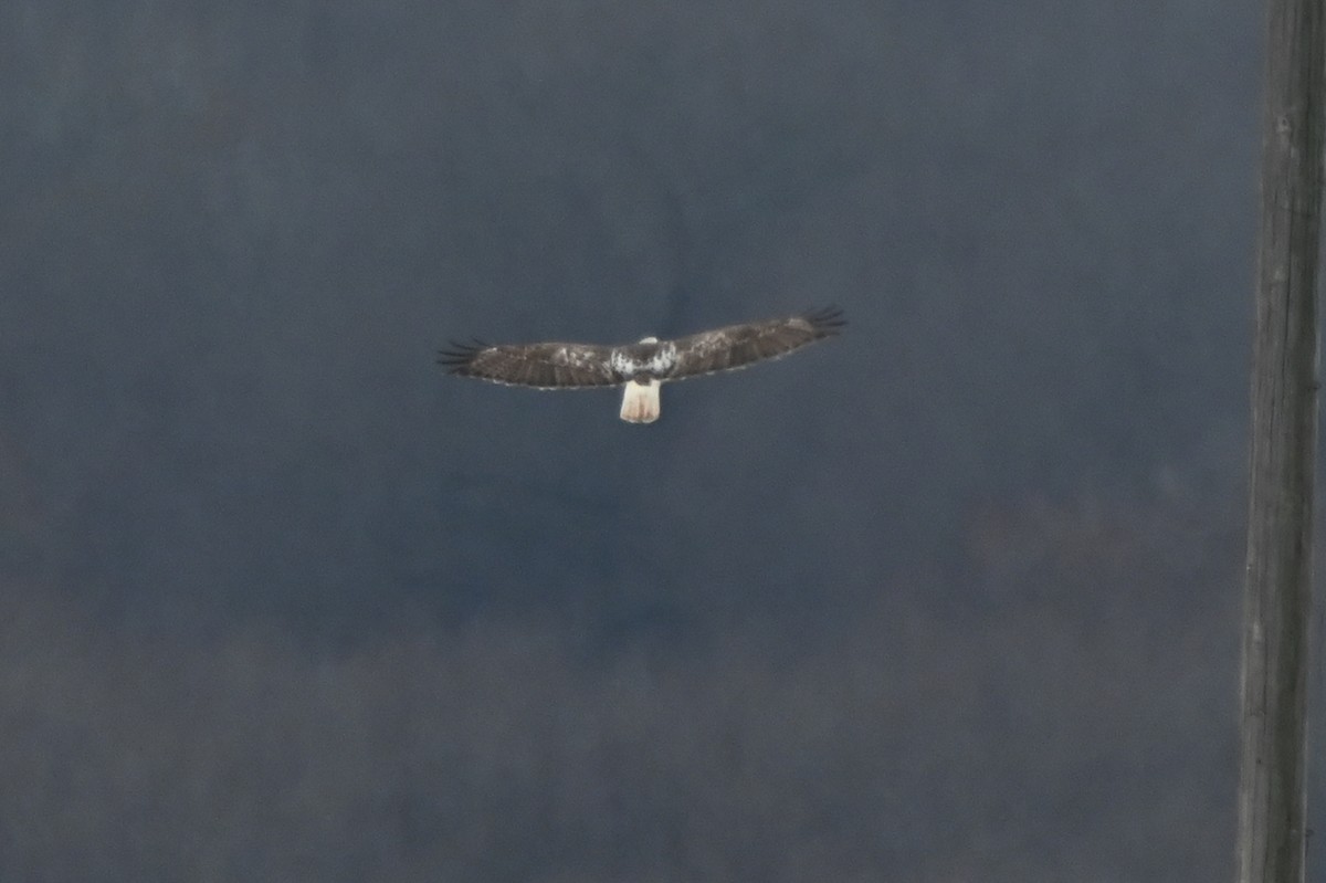 Red-tailed Hawk (Krider's) - ML615680721