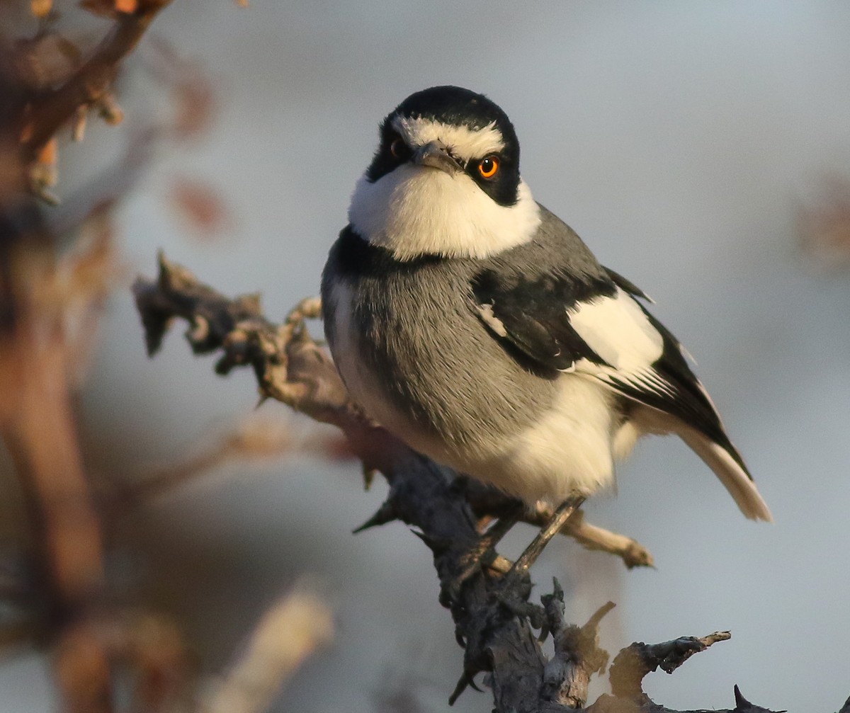 White-tailed Shrike - ML615680731