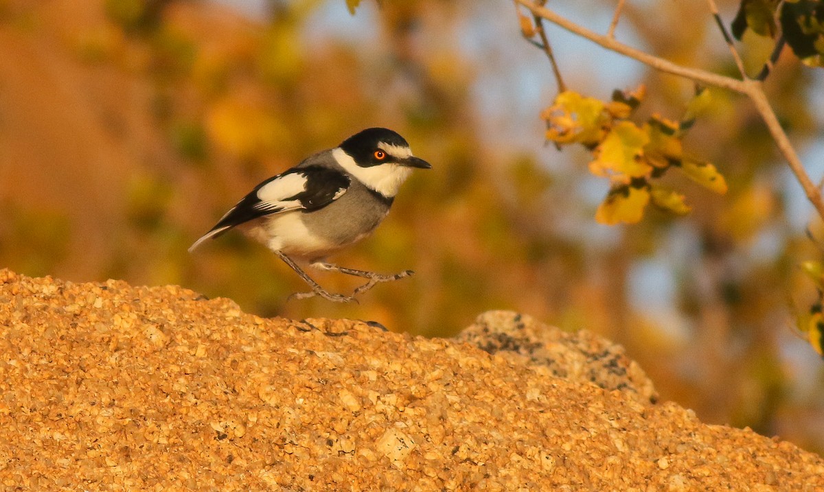 White-tailed Shrike - Adam Buckham