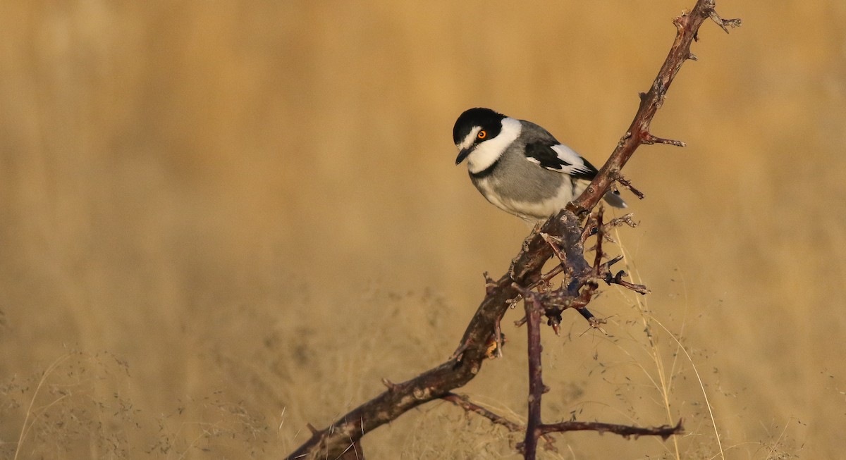 White-tailed Shrike - ML615680737