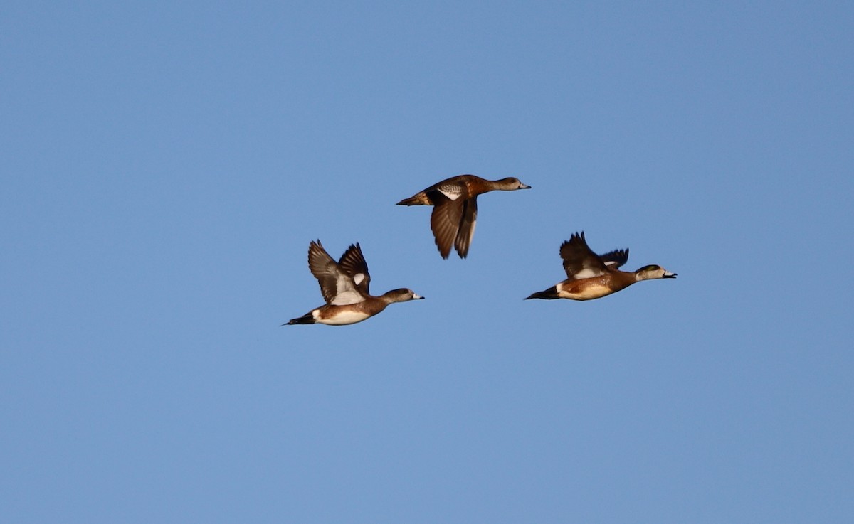 American Wigeon - José Hugo Martínez Guerrero