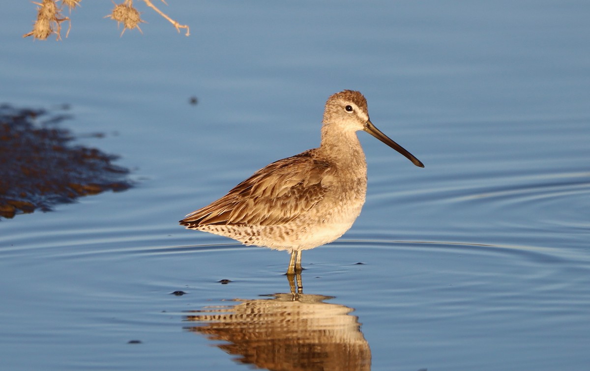 Long-billed Dowitcher - José Hugo Martínez Guerrero