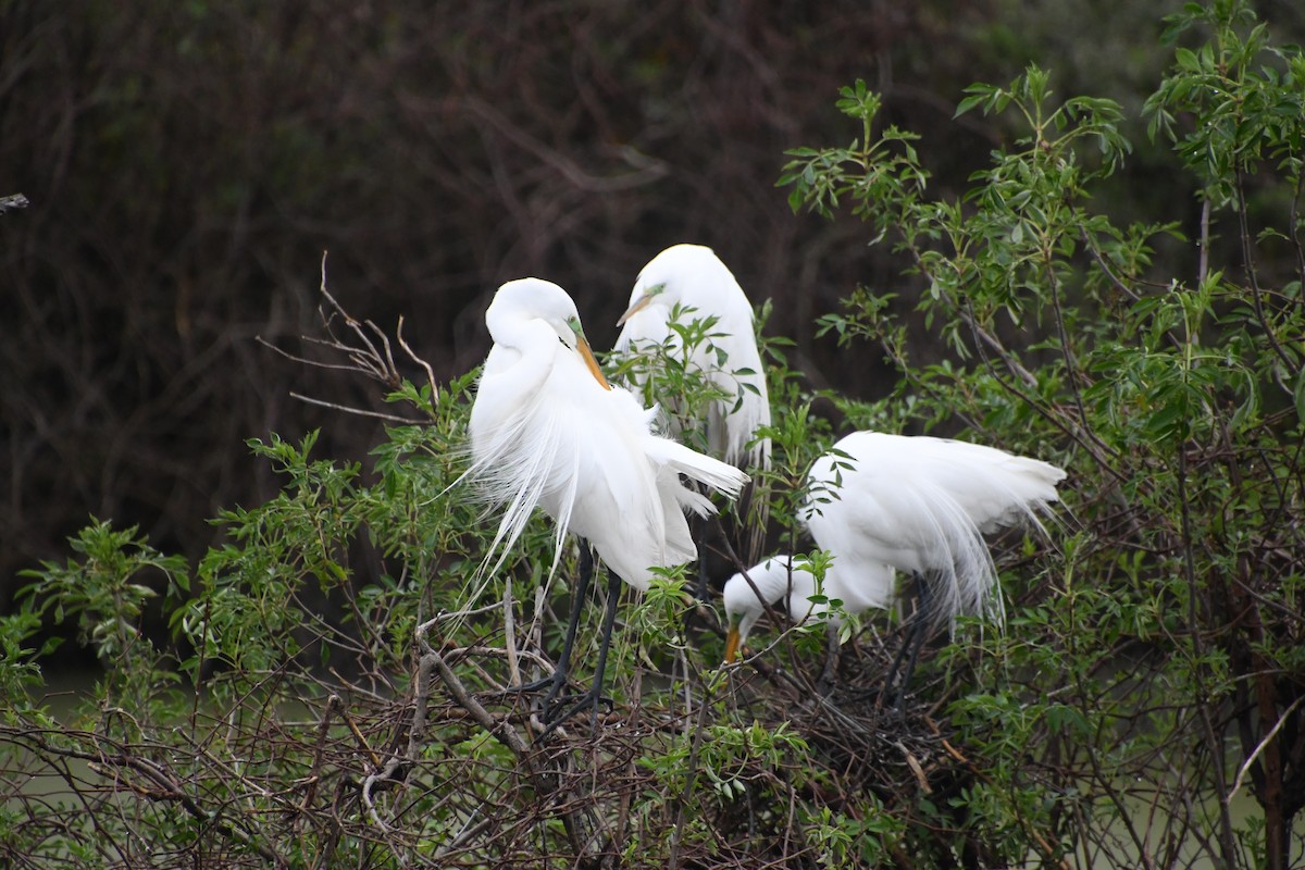 Great Egret - ML615680807