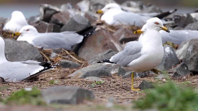 Ring-billed Gull - ML615680813