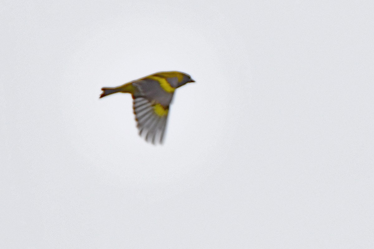 Hooded Siskin - Guido Bennen