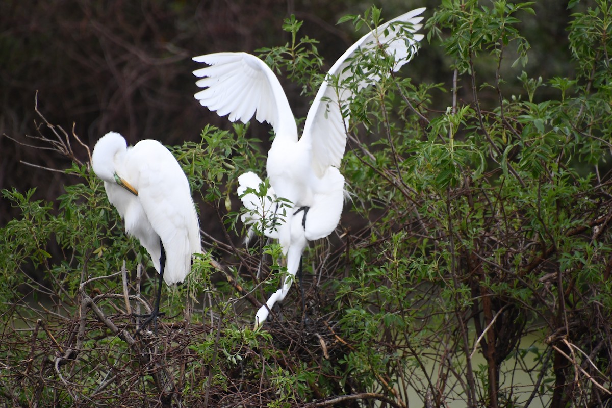 Great Egret - ML615680837