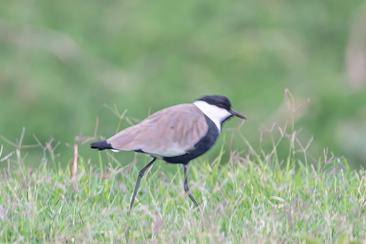 Spur-winged Lapwing - ML615680839