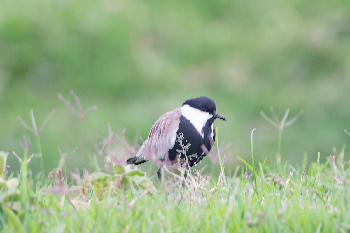 Spur-winged Lapwing - ML615680847