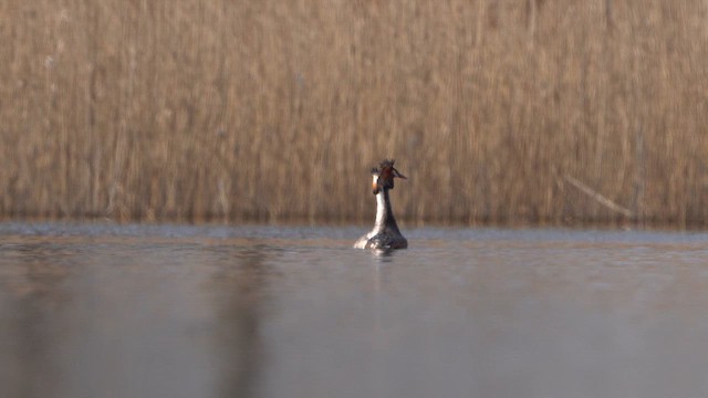 Great Crested Grebe - ML615680872