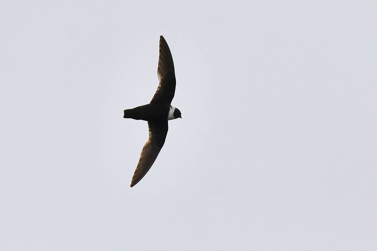 White-collared Swift - ML615680906