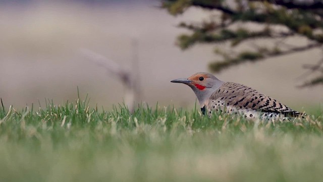 Northern Flicker (Yellow-shafted x Red-shafted) - ML615680919