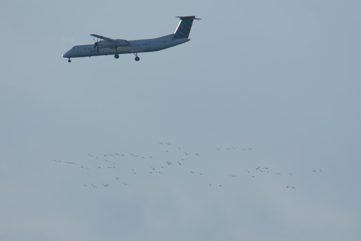 Tundra Swan - ML615680940