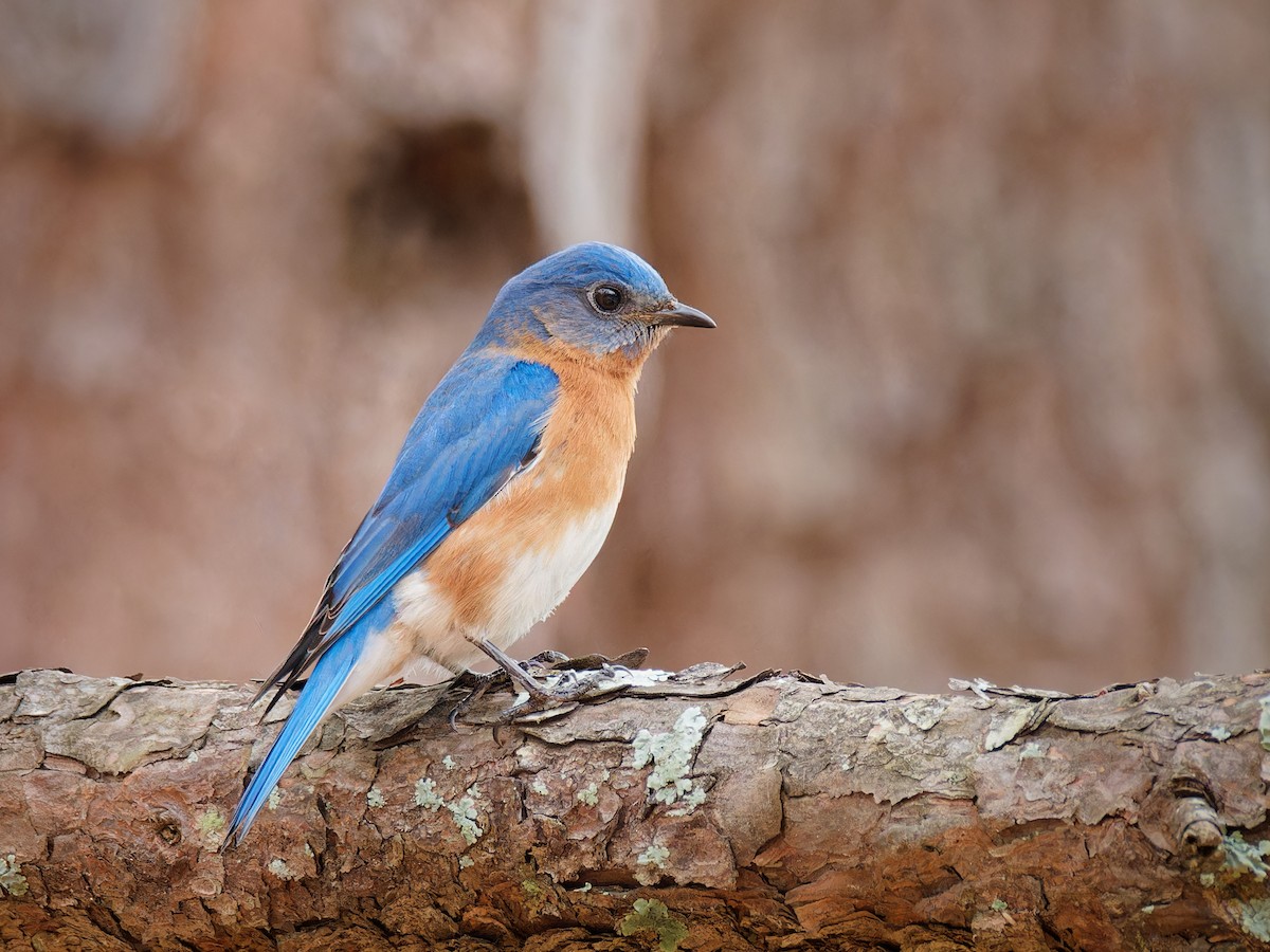 Eastern Bluebird - ML615680950