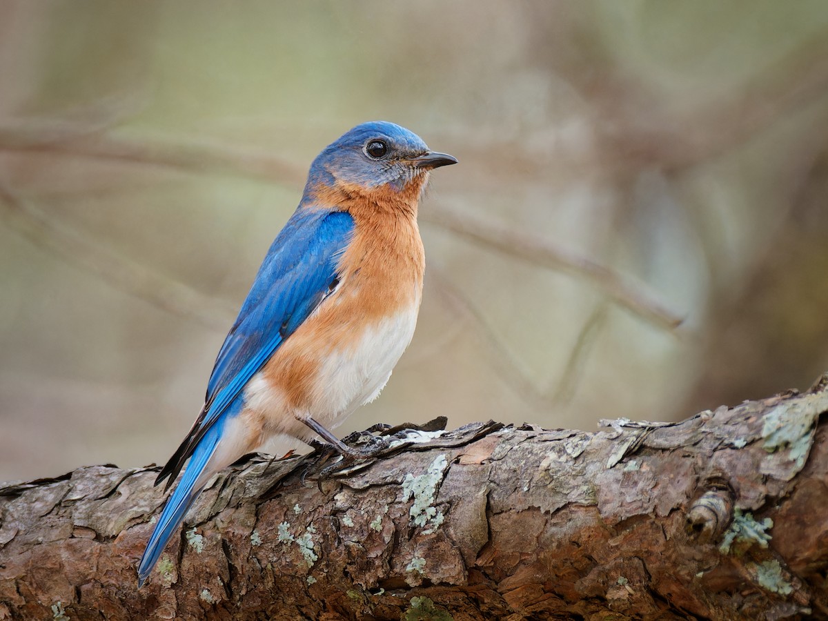 Eastern Bluebird - Terry Miller 🦅