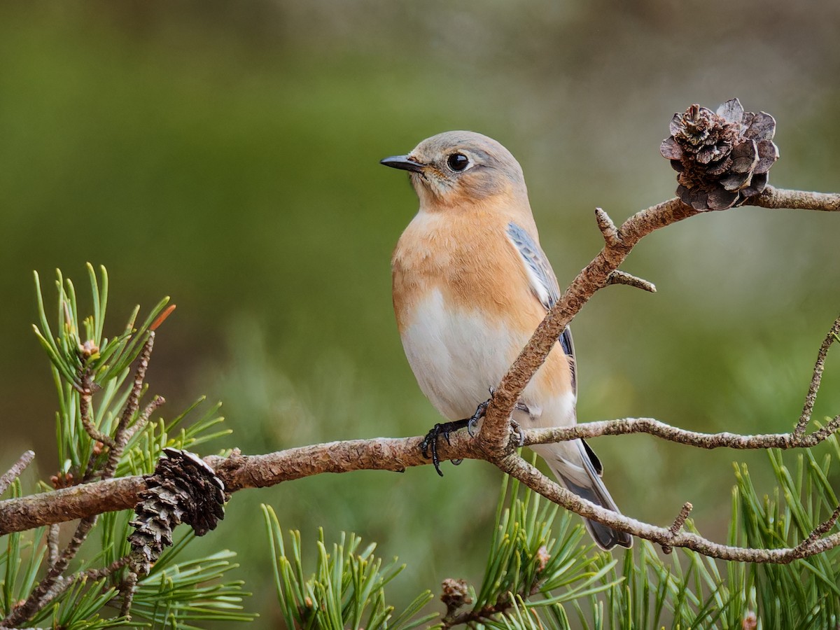 Eastern Bluebird - Terry Miller 🦅