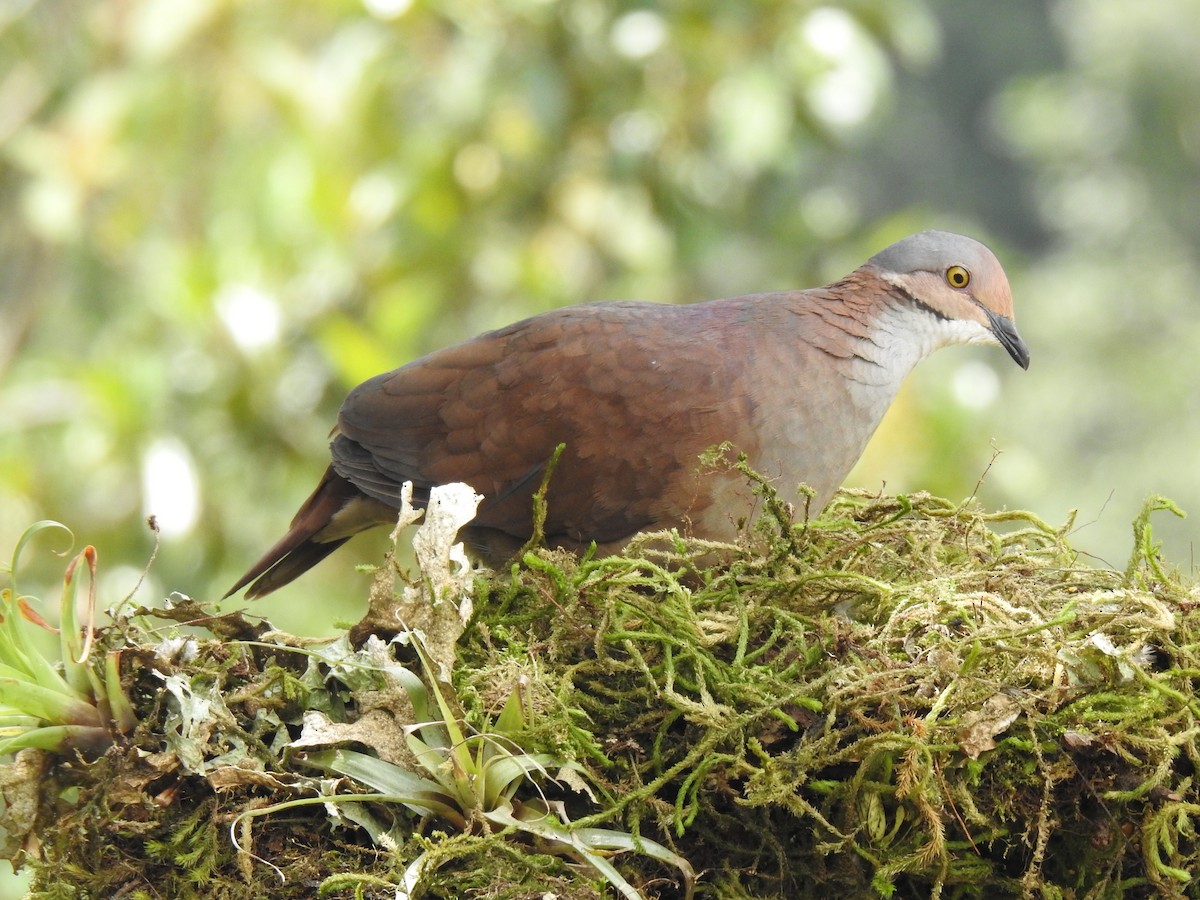 White-throated Quail-Dove - ML615680981