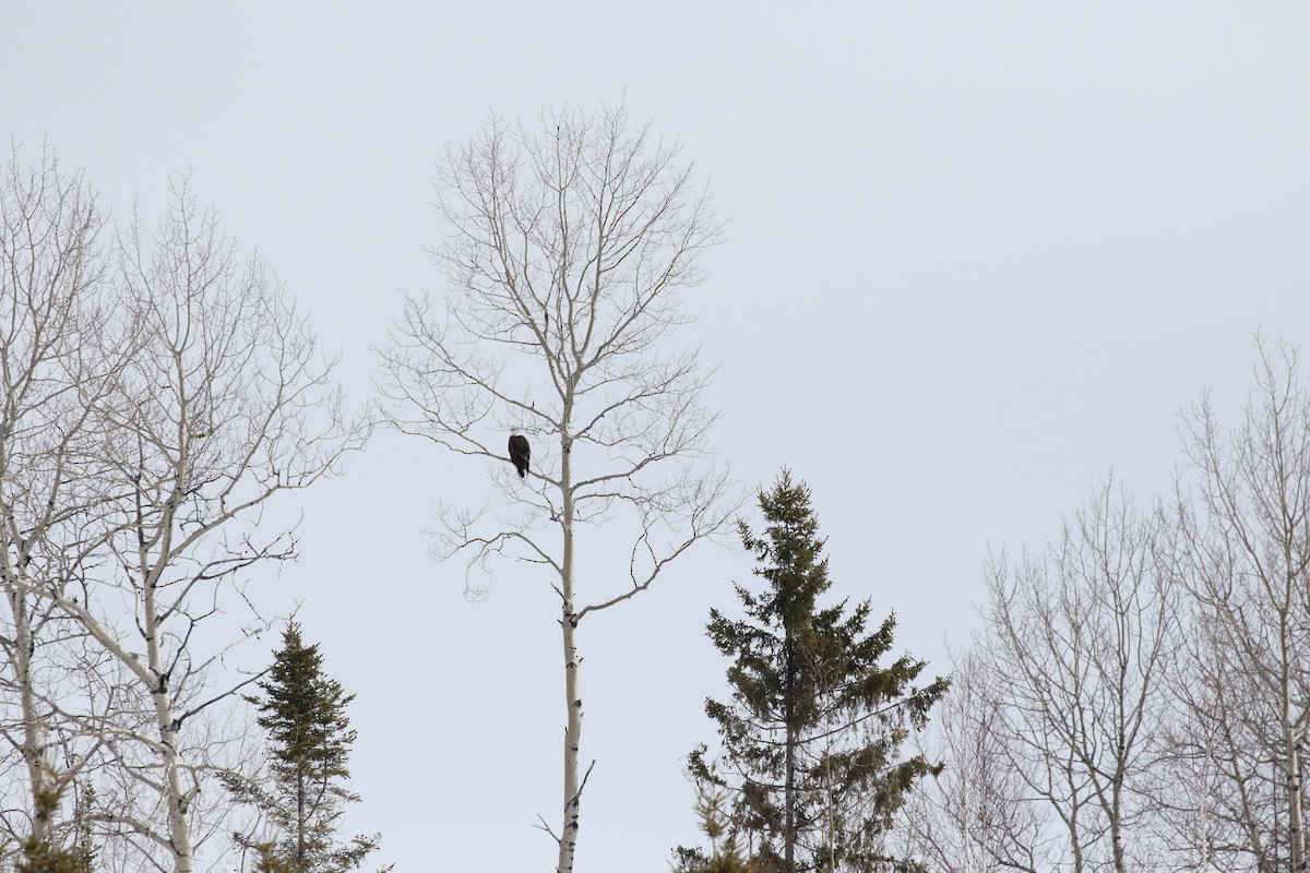 Weißkopf-Seeadler - ML615681007