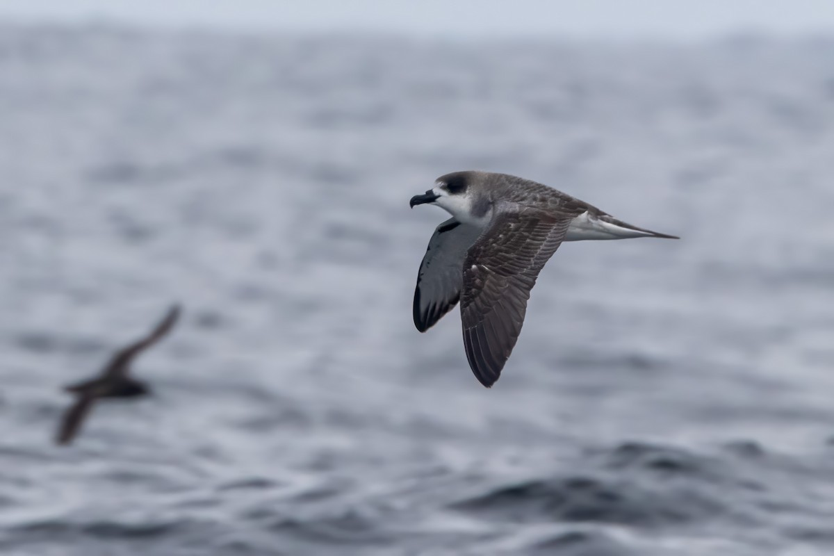 Petrel de las Juan Fernández - ML615681018