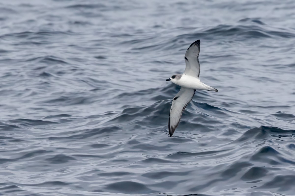 Petrel de las Juan Fernández - ML615681019